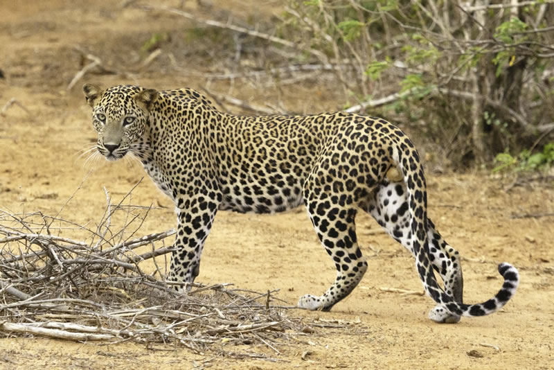 watching leopards on Sri Lanka safari, Sri Lanka Safari and Beach holiday
