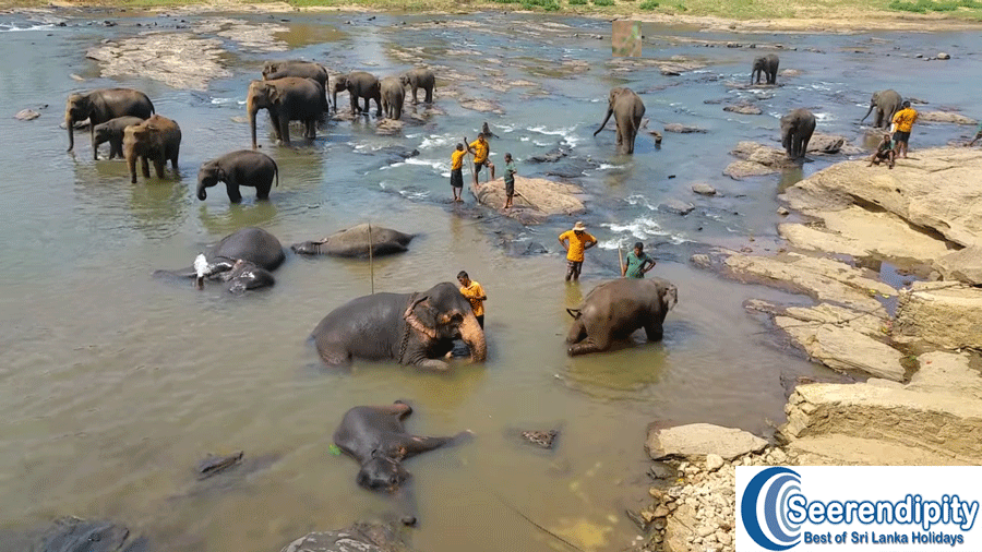 Pinnawala elephant orphanage, Elefantenwaisenhaus sri lanka