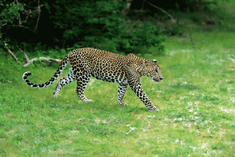 Leopard at yala national park, 