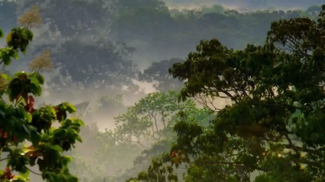 Upper canopy of Siharaja forest