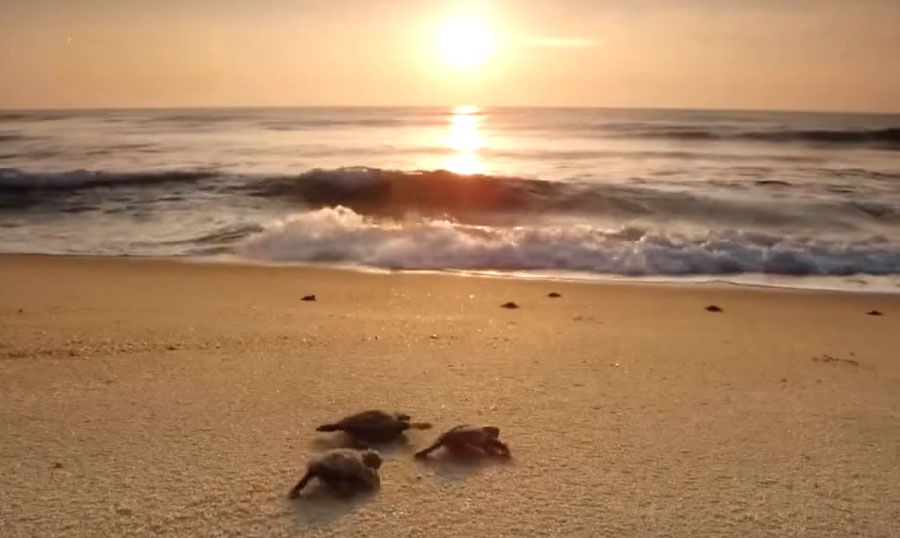 rekawa turtle conservation project, rekawa beach, rekawa turtle beach, rekawa turtle watch, rekawa turtle conservation project