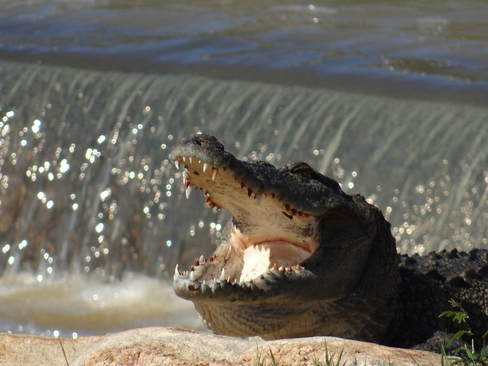 sri lanka crocodile, Galoya national park, Sri Lanka Safari and Beach holiday