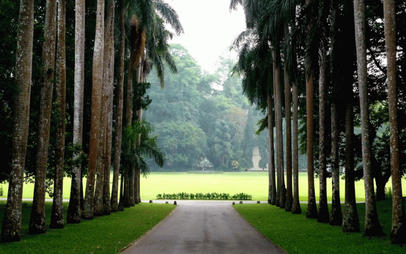 Peradeniya botanical garden