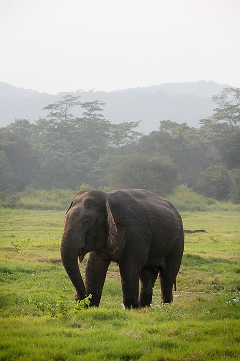 wild elephants sri lanka, Minneriya tank, Sri Lanka Safari and Beach holiday