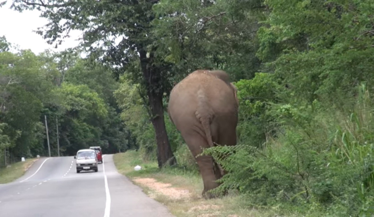 Elephants on the road, Elefantenwaisenhaus