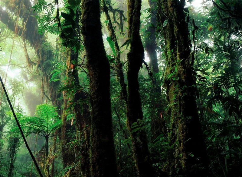 Sinharaja Rain Forest-The Largest Extent of Gondwana Forest in Southern Asia
