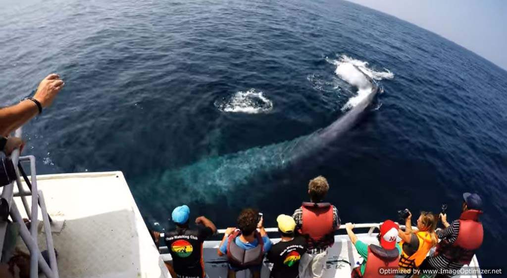 whale watching Sri Lanka