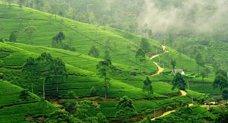 Tea plantations nuwara eliya