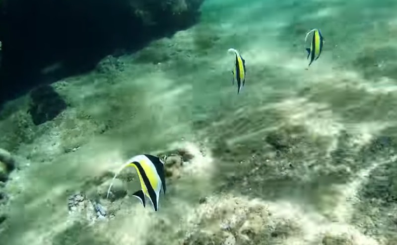 pigeon island sri lanka