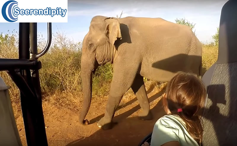 Udawalawe Safari Tours, best place to see elephants in sri lanka