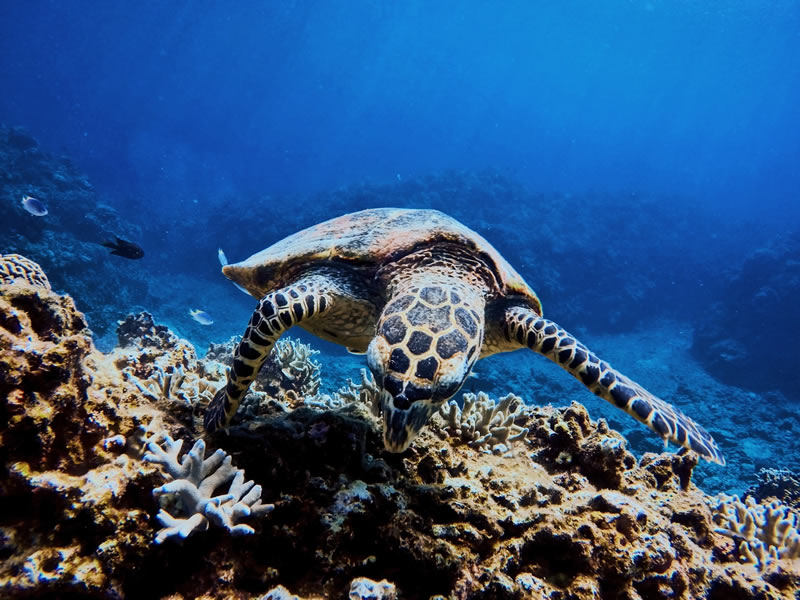 observing endangered sea turtles 