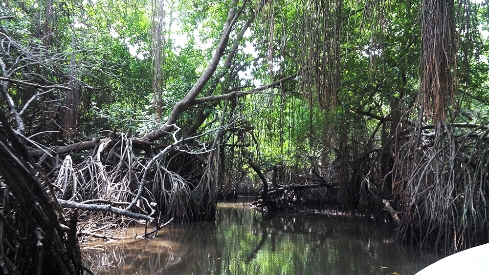 Visiting mangrove forest on the Bentota river safari