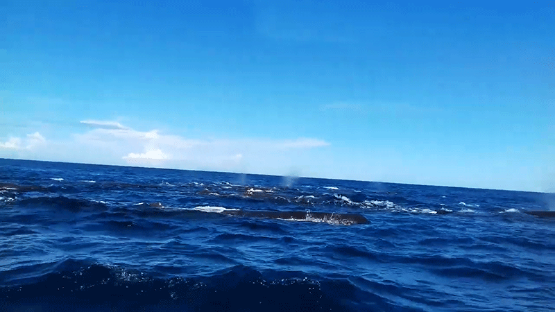 Sperm whale watching in Sri Lanka