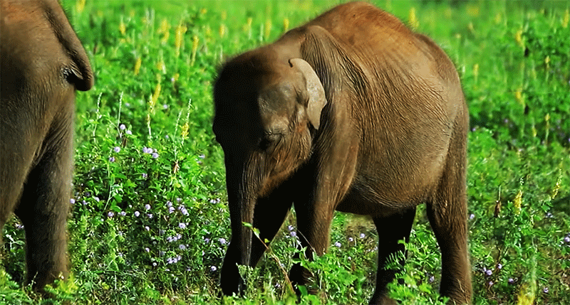 Udawalawe elephants